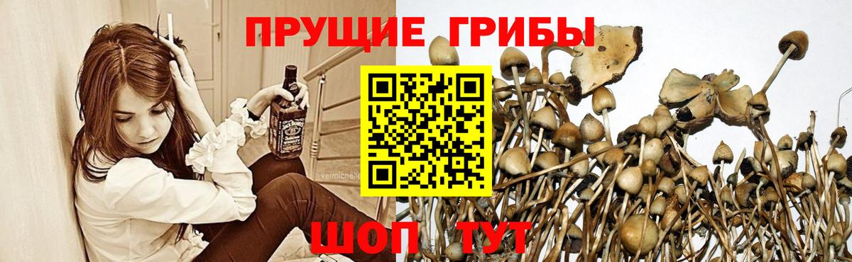Галлюциногенные грибы MAGIC MUSHROOMS  Вход с VPN  как найти   Карталы 